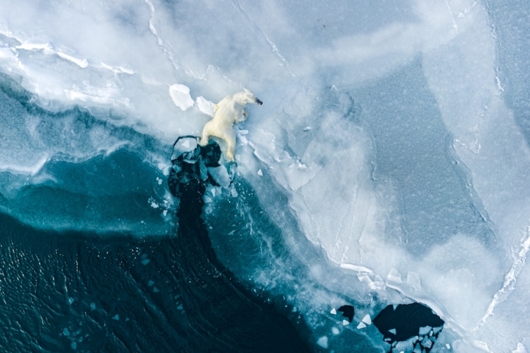 Polar Bear Resting on an Iceberg Off the Coast of Svalbard