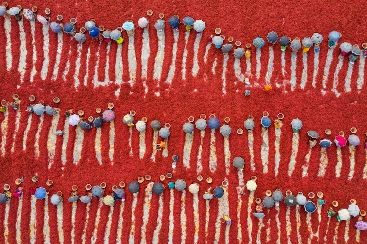 Women Sorting Dry Red Chillies in Bangladesh