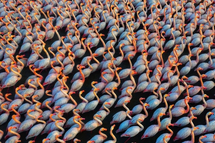 Flamingos Sleeping in a Group