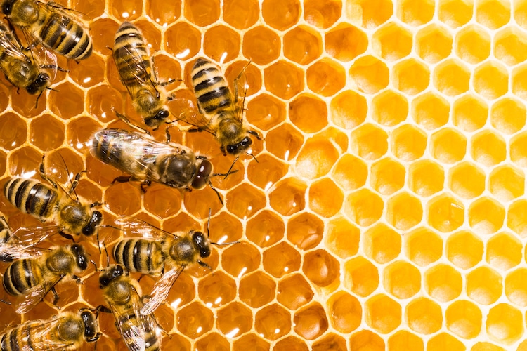 Close Up View of Honey Bees