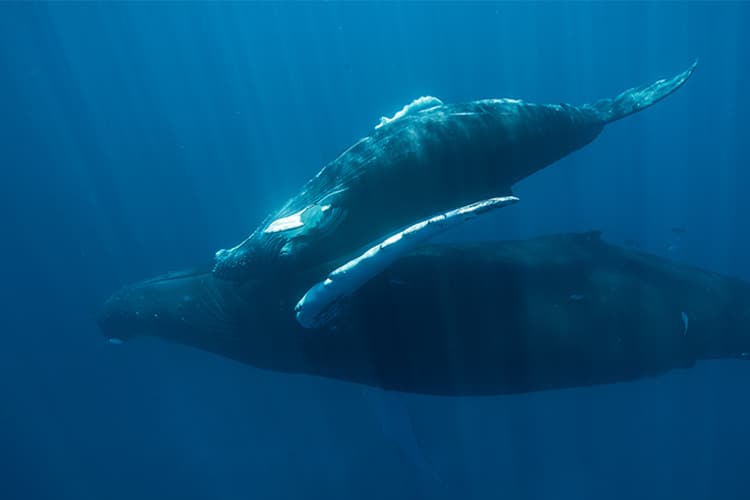 Humpback Whales Almost 9,000 Miles Apart Sing the Same Song