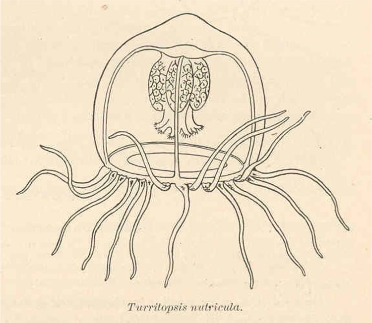 immortal jellyfish polyp