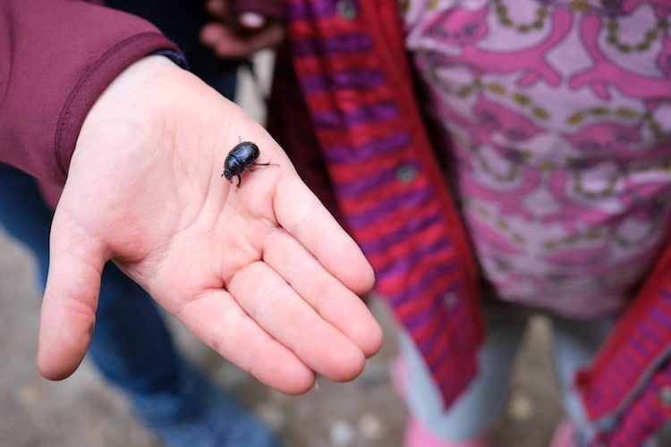 Person holding a black beetle on palm of a hand
