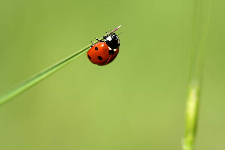 Ladybug on the tip of a leaf