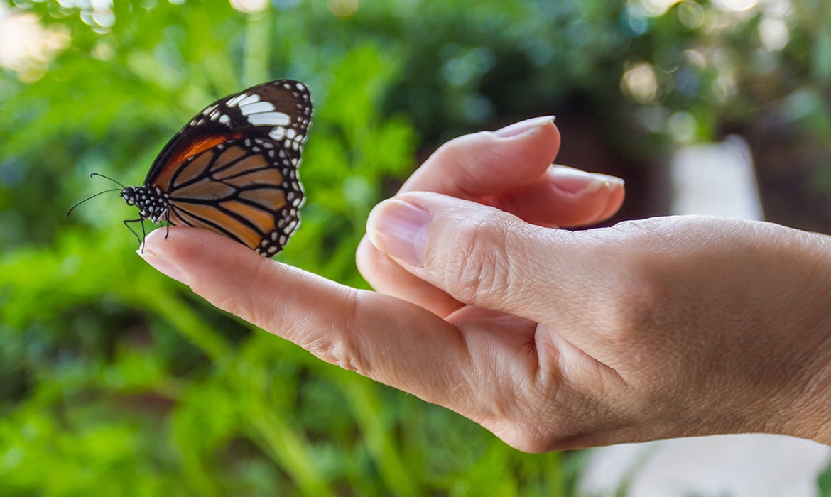 butterfly resting on fingertip
