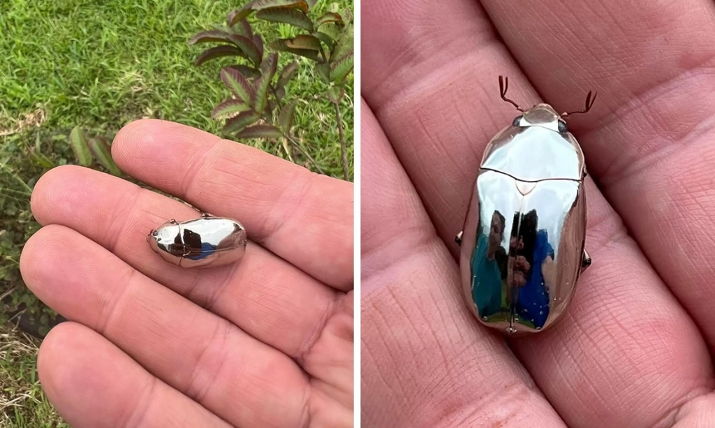 Chromatic Insect Man Finds Rare Mirror-Like Scarab Beetle While on a Stroll