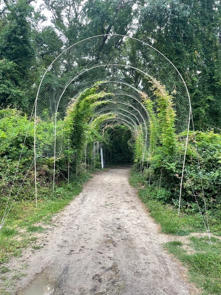 Nature Tunnel