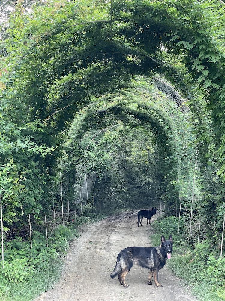 Nature Tunnel