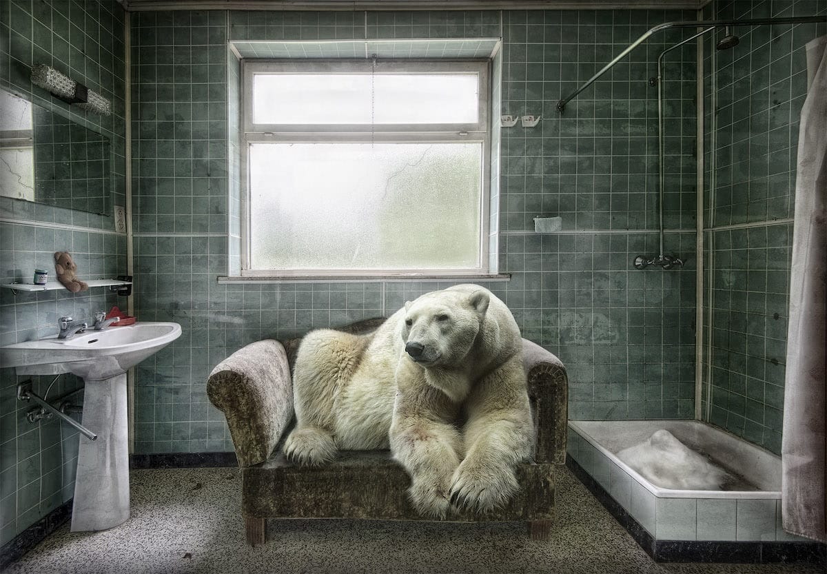 Polar Bear Sitting on a Couch