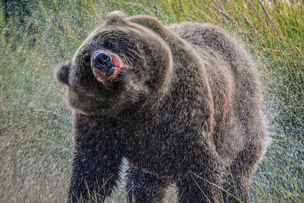 Bear Shaking Off Water