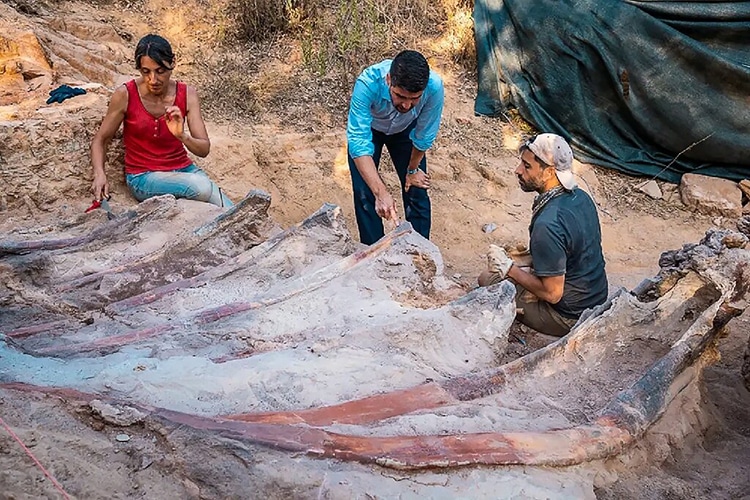 Man Finds 82-Foot-Long Dinosaur Fossil in His Backyard