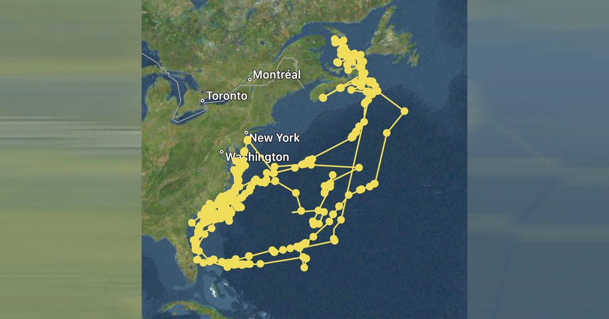 Great White Shark’s GPS Tracking Path Creates a SelfPortrait