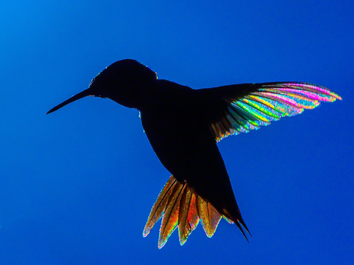 Hummingbird Prisms by Stan Maupin