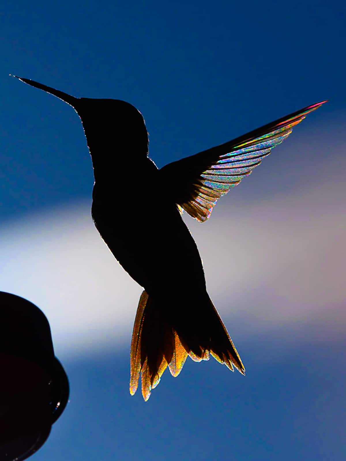 Hummingbird Photographs by Stan Maupin