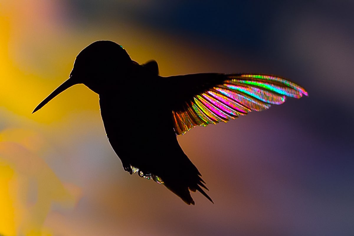 Hummingbird with Rainbow Wings