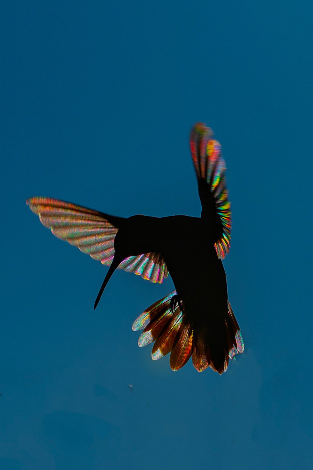 Hummingbird Prisms by Stan Maupin