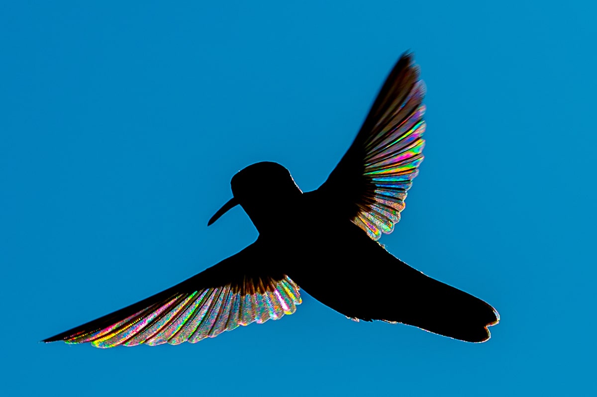 Hummingbird with iridescent wings