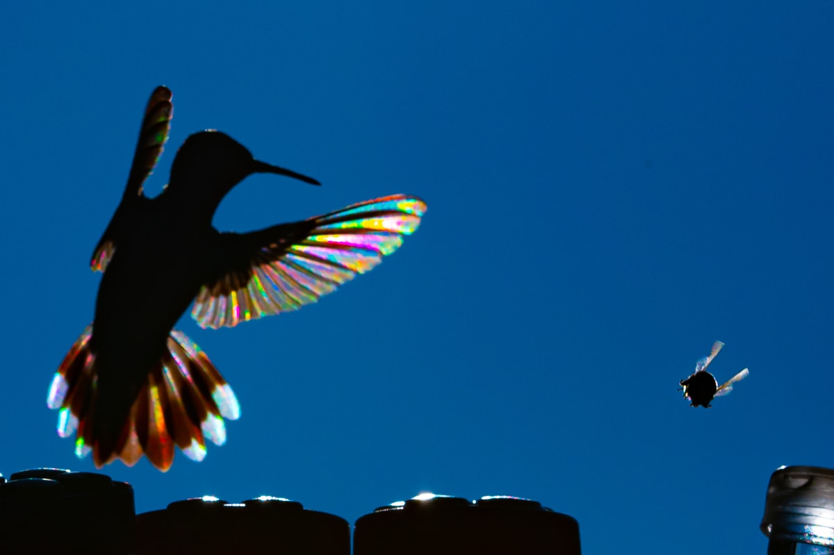 Silhouette of a hummingbird with sunlight reflecting off its wings like a rainbow