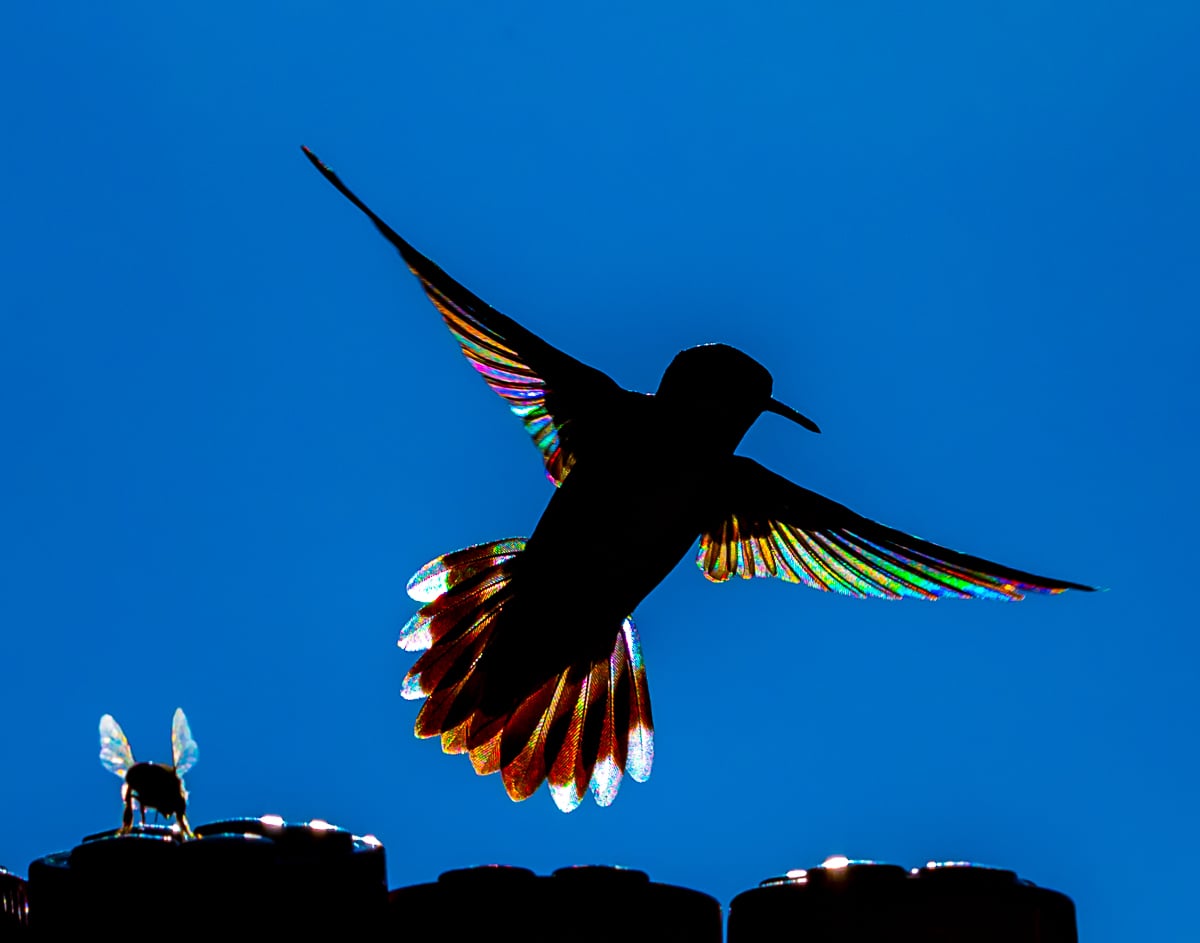 Silhouette of Hummingbird with Sunlight Reflecting Like a Rainbow In Its Wings