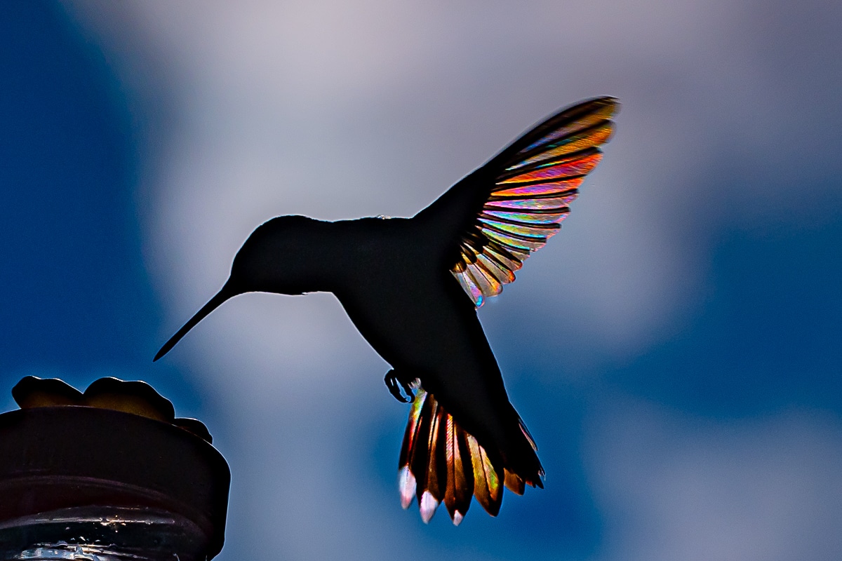 Hummingbird Prism by Stan Maupin