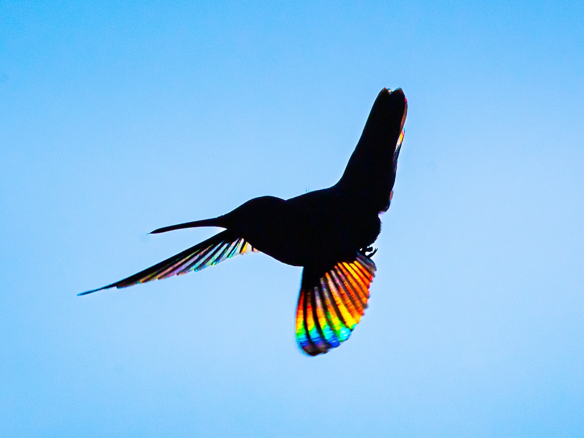 Rainbow Wings of a Hummingbird