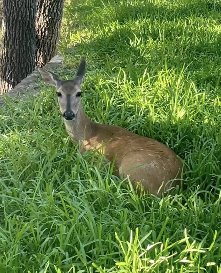 Hope the Deer and Jasper the Raccoon