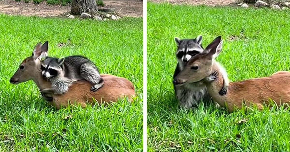 Unusual Animal Friendship Blooms Between a Raccoon and Deer