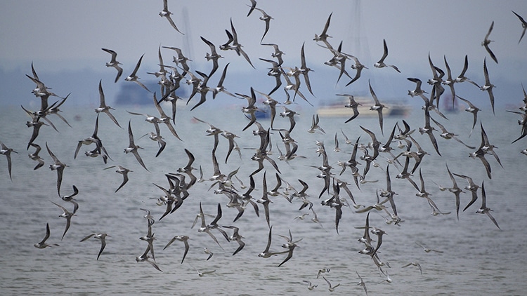 A Young Bar-Tailed Godwit Sets World Record for Marathon Migration Flight