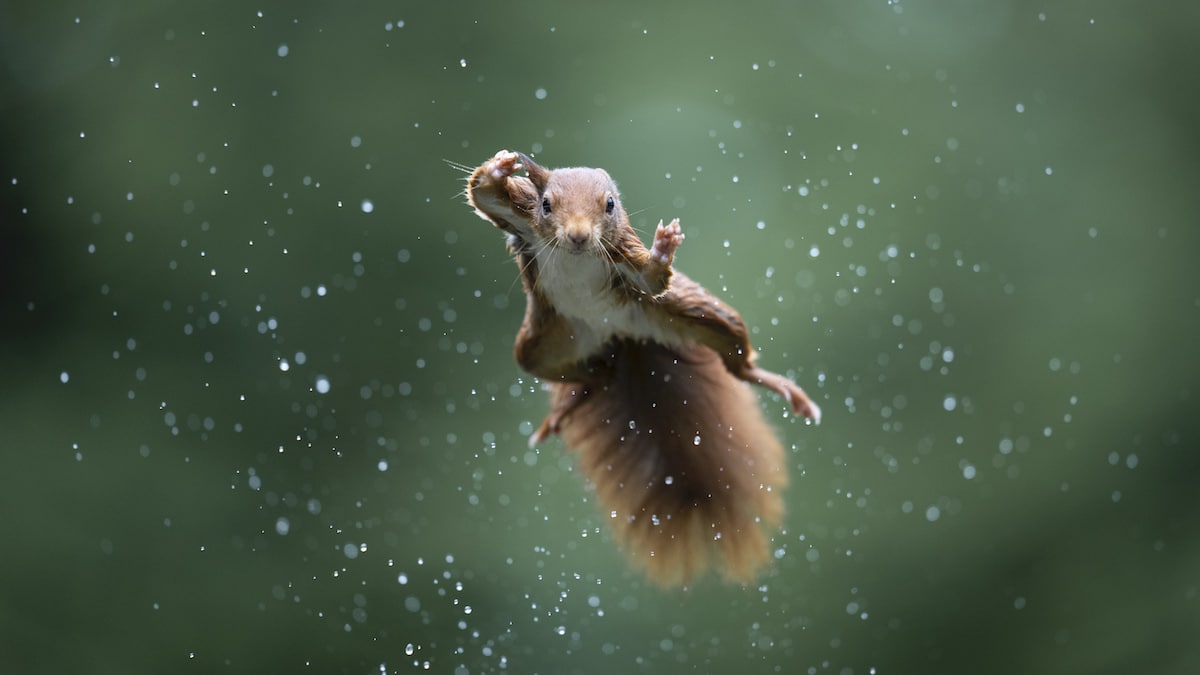 Red squirrel jumps during a rainstorm