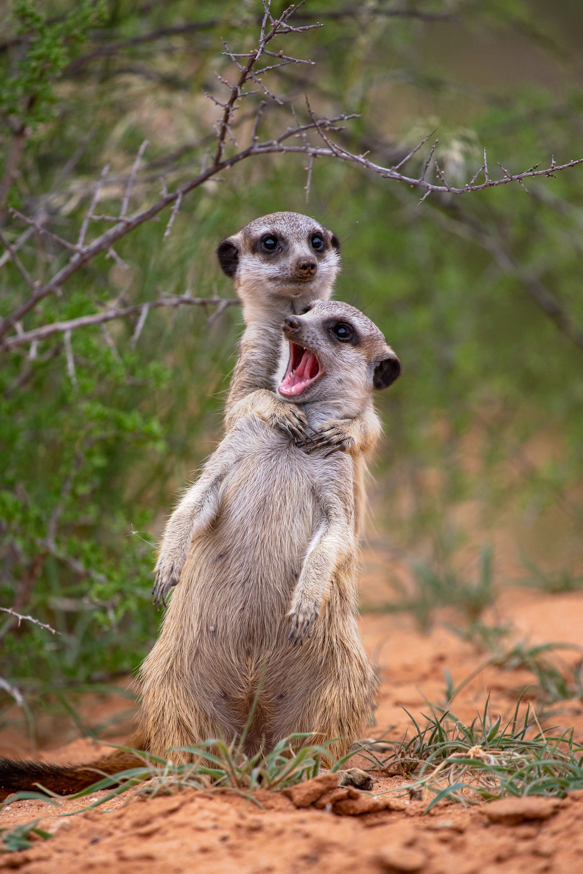 Meerkats in South Africa Being Playful
