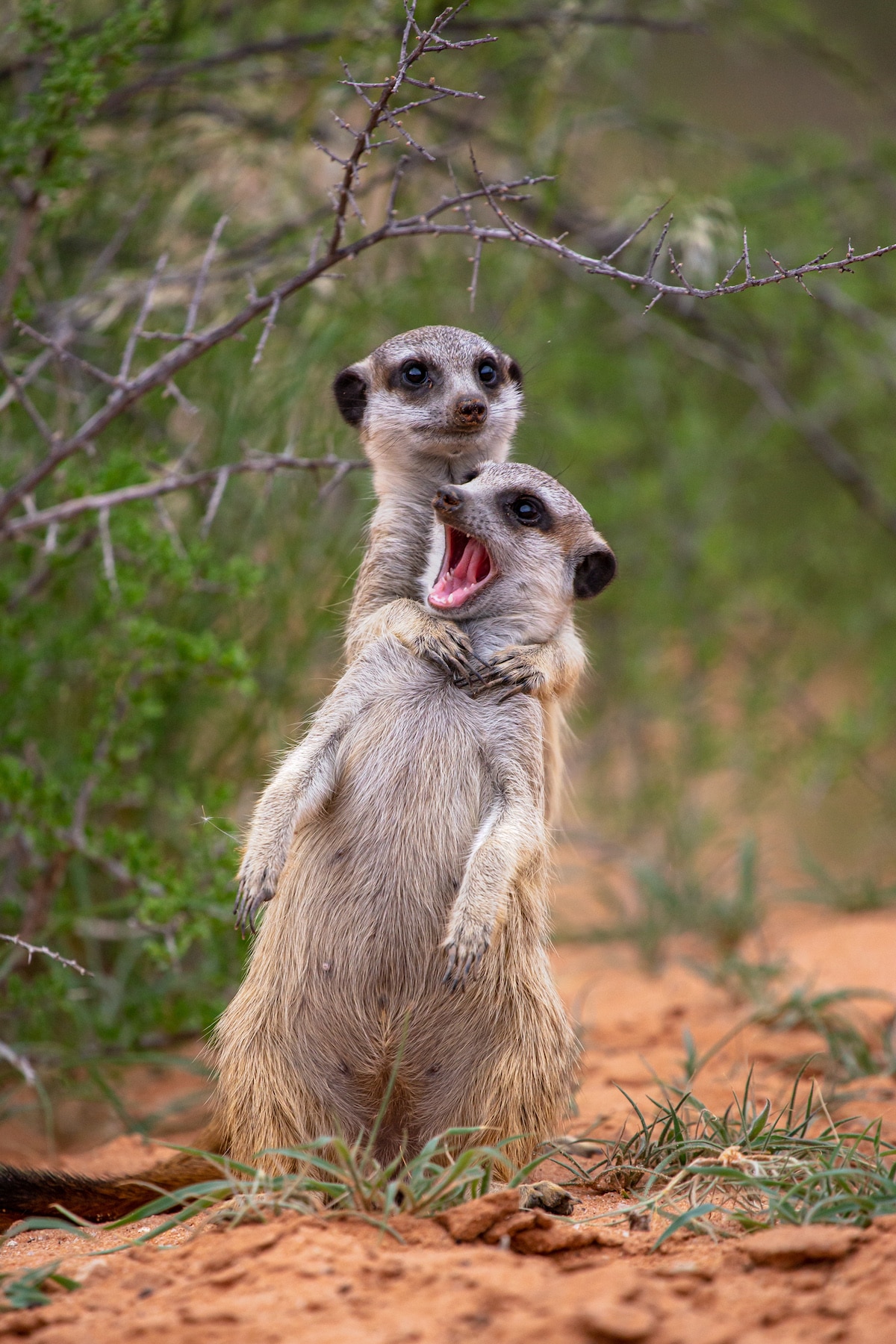 Comedy Wildlife photo finalists taking votes for funniest animal image