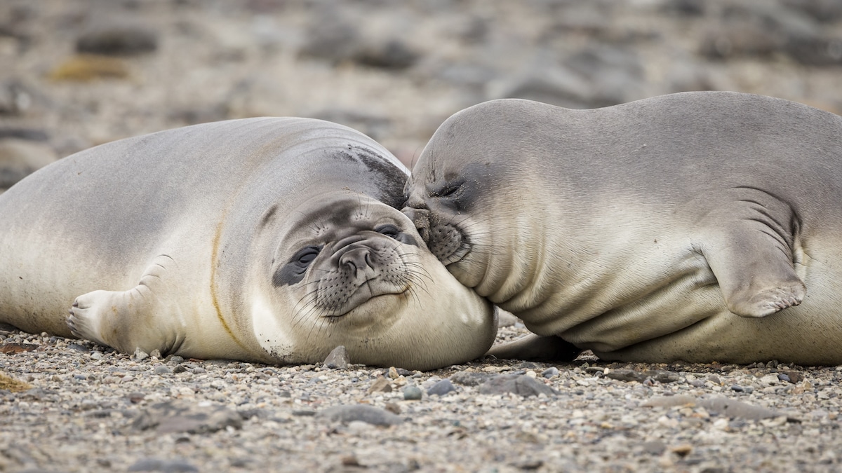 Young Elephant Seals Resting on Each Other