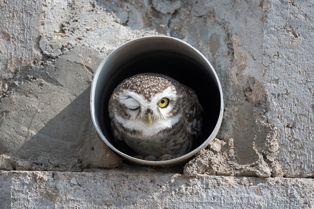 Winking Owlet Sitting in a Drain Pipe