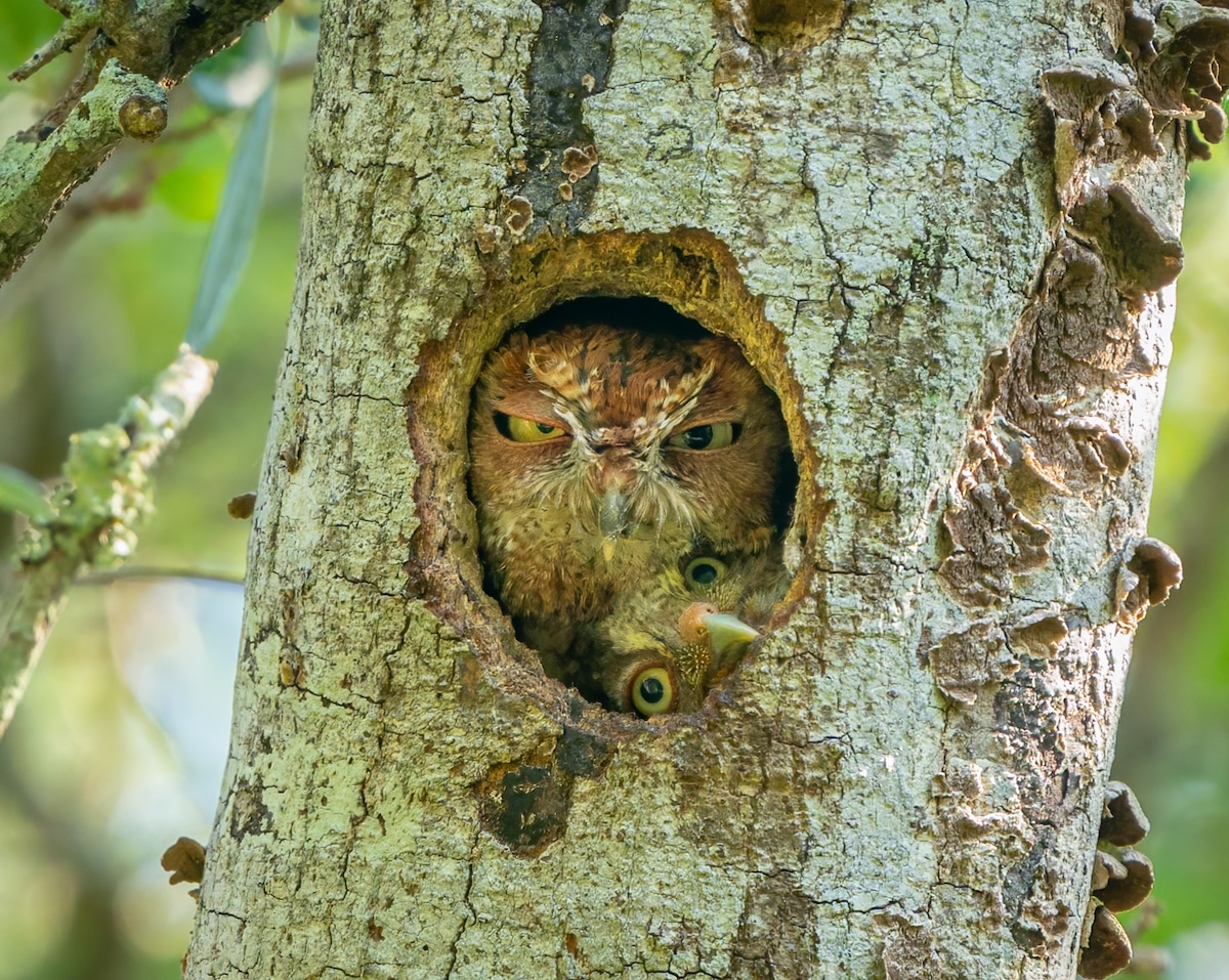 Eastern Screech Owl and Owlet Squeezed Into a Hole in a Tree