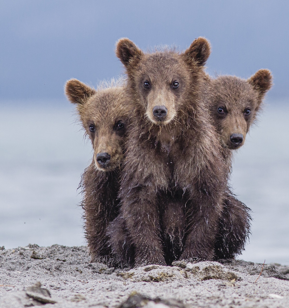 Three Kamchatka brown bear cubs