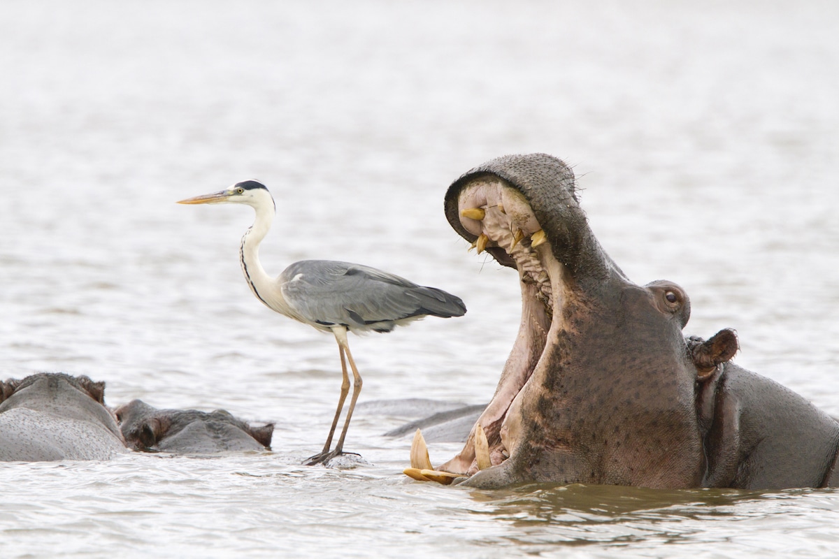 Hippo yawning next to a heron standing on the back of another hippo