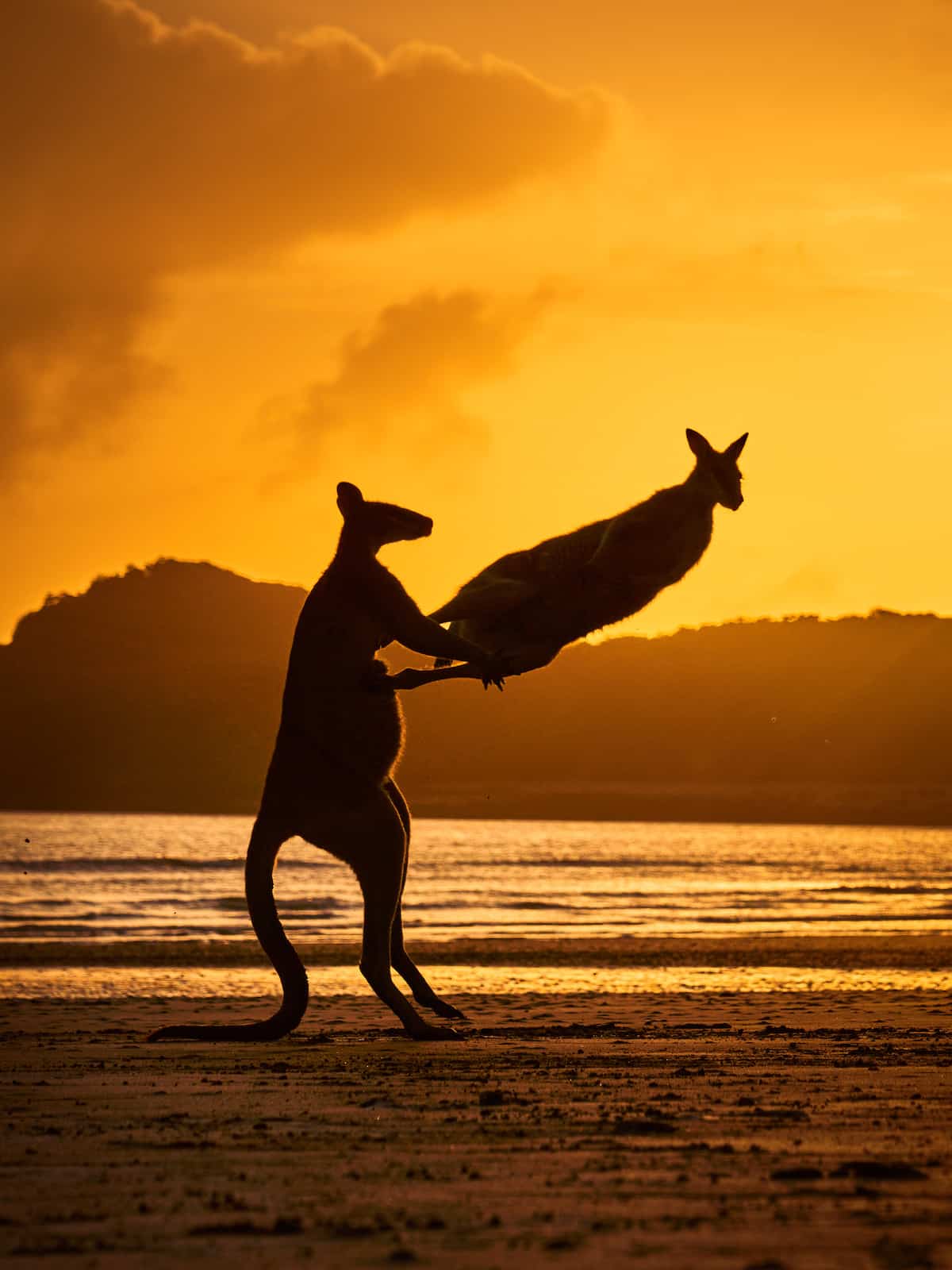 Two Wallabies Playing on the Beach