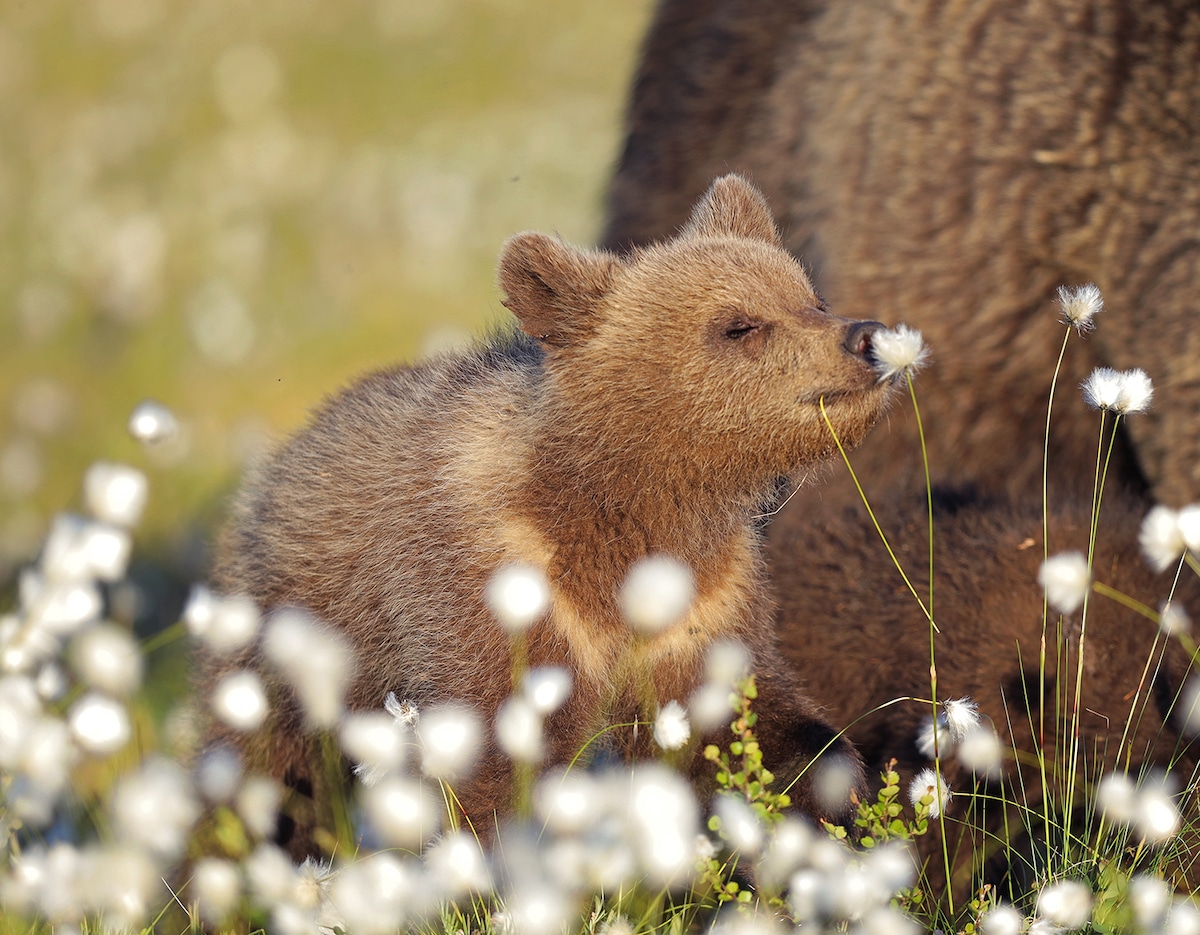 Brunbjörnsunge sniffar en blomma