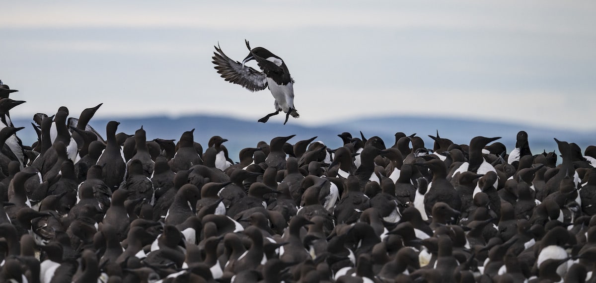 Guillemots Arriving with Fish for Their Young