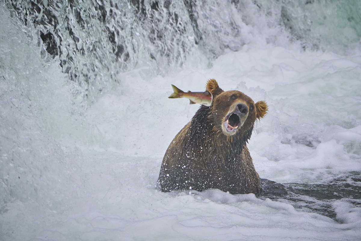 Salmon Jumping Toward Bear's Face in Alaska