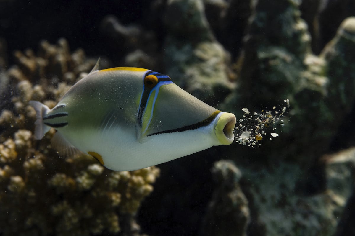 Picasso Triggerfish in Egypt