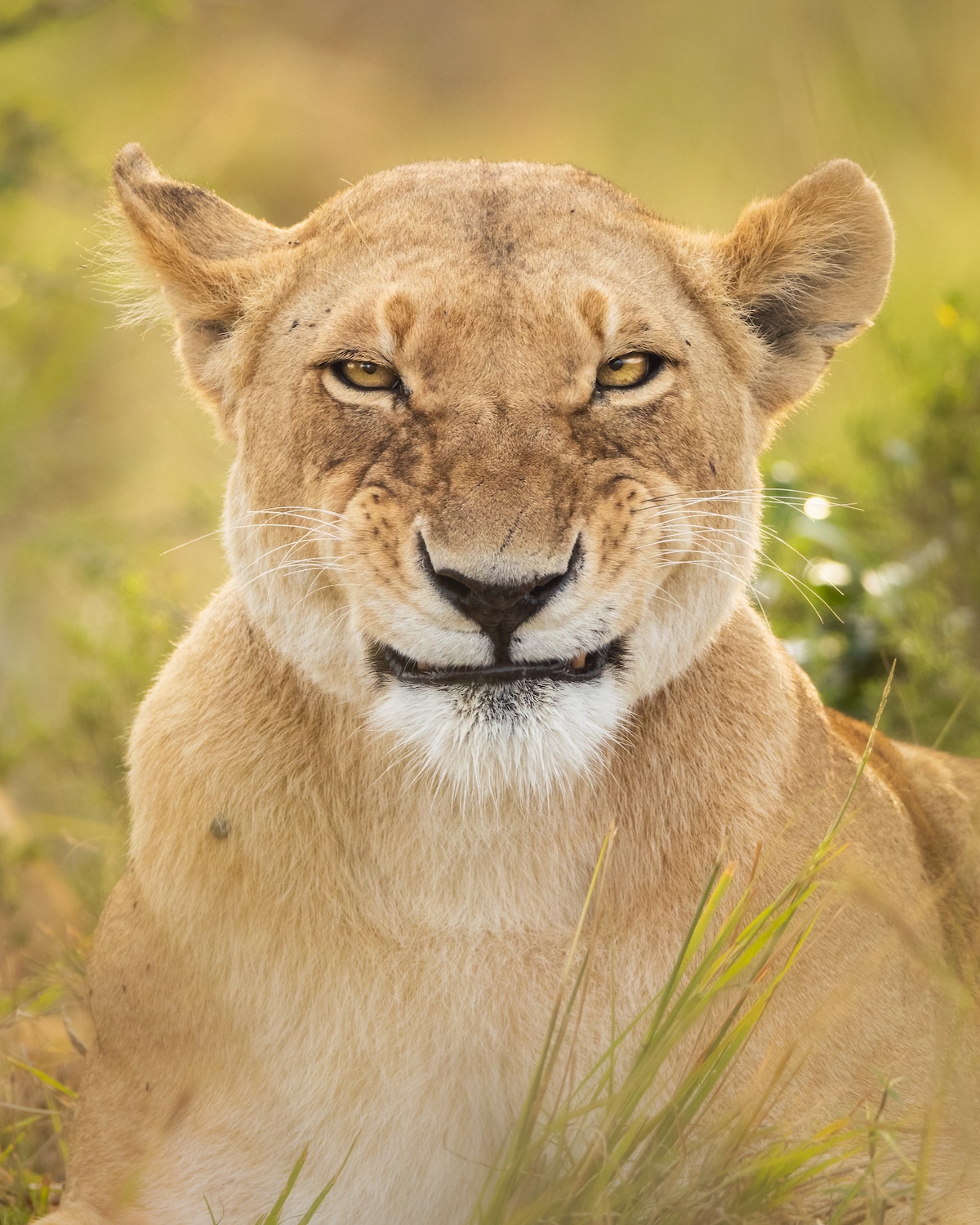 Lioness Making Funny Face Into the Camera