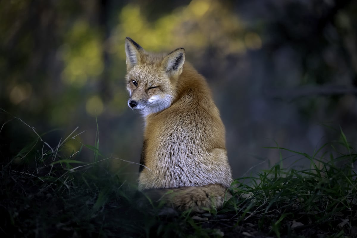 American Red Fox Winking at Camera