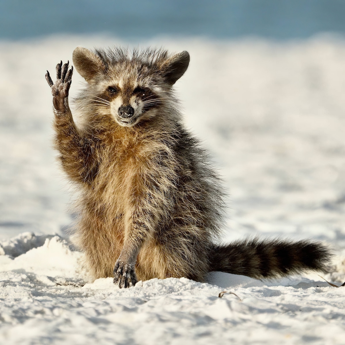 Raccoon Waving at the Camera