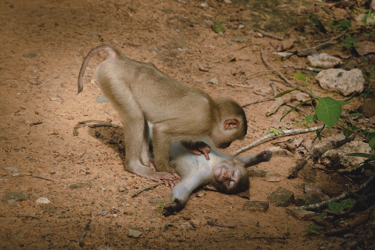 Two Wild Monkeys in Cambodia