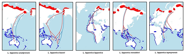 Bar-Tailed Godwit Migration Patterns