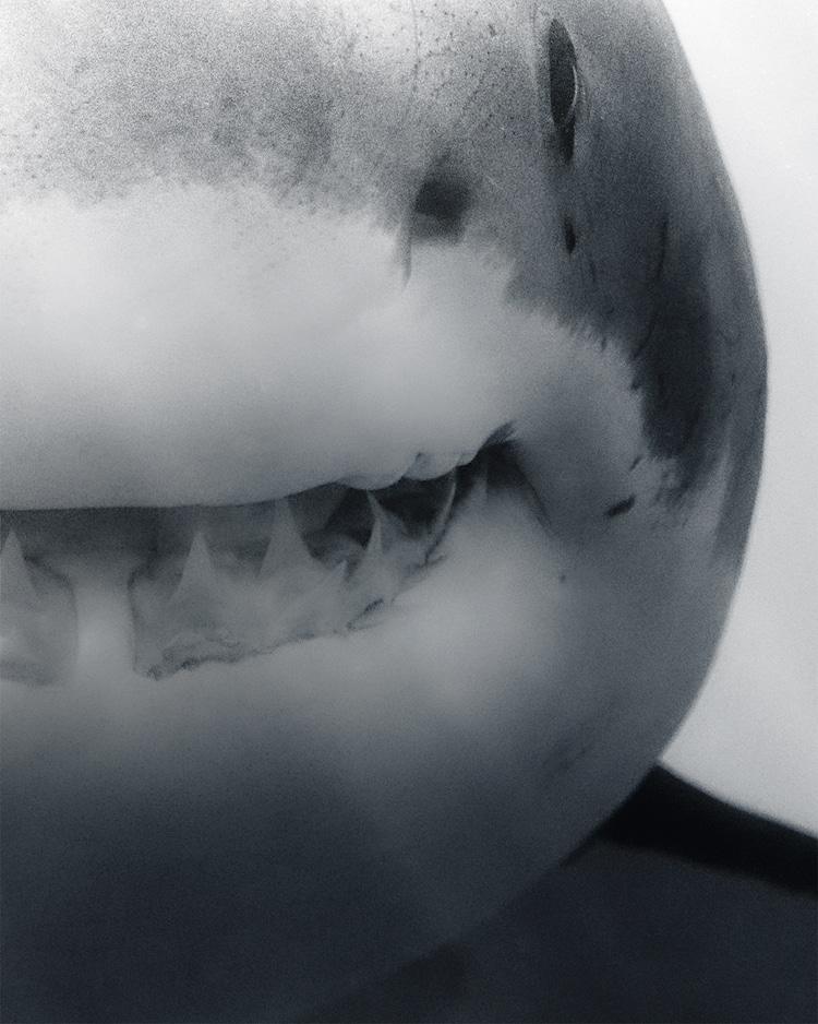 Black and White Portrait of a Shark