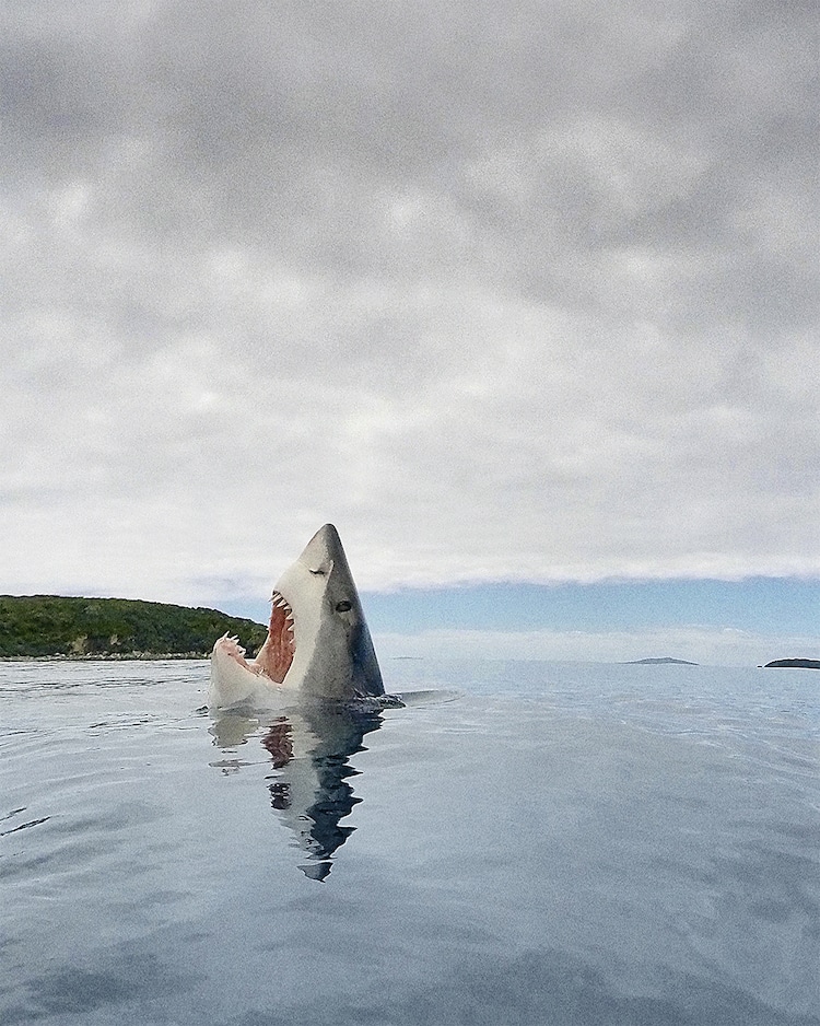 Shark Emerging from Water