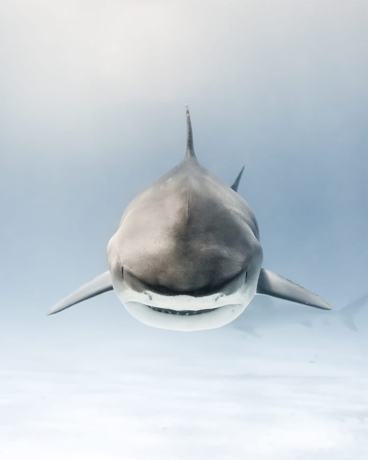 Mike Coots Shark Photography