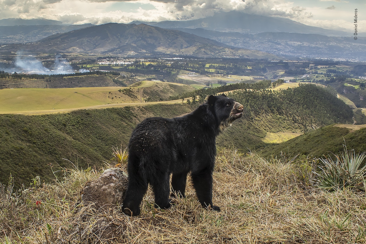 Bear Looking Out on the Depleted Landscape in South America